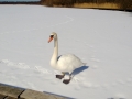 Svane på Furesøen i Påsken 2013